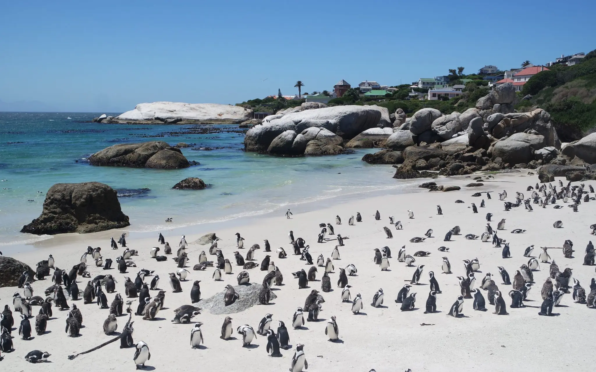 BOULDERS BEACH